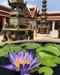 Close-up of lotus water lily