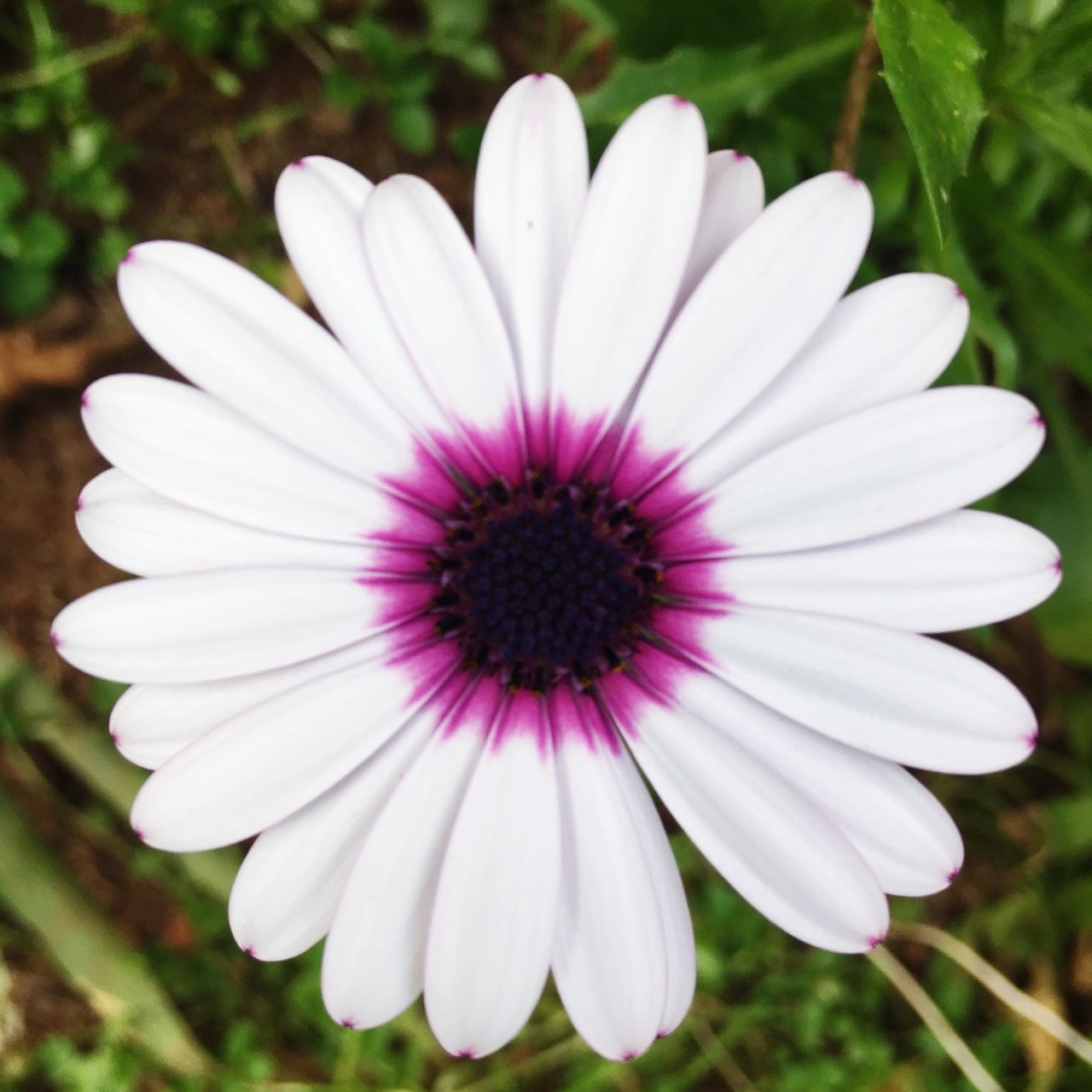 flower, fragility, freshness, nature, beauty in nature, petal, flower head, growth, blooming, plant, close-up, no people, pollen, outdoors, day, osteospermum