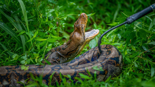 A big and ferocious python catches snakes by hand, beautiful striped boa in a fertile forest.