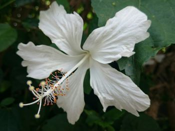 Close-up of white flower