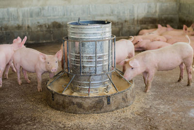 Small pigs at the farm,swine in the stall. group of piglets a farm yard at thailand meat industry.