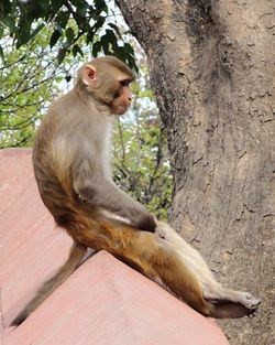 Side view of monkey sitting on retaining wall