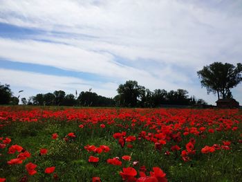 Red flowering plants on field against sky