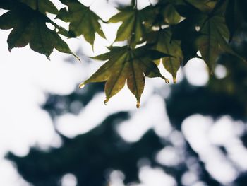 Close-up of leaves on tree
