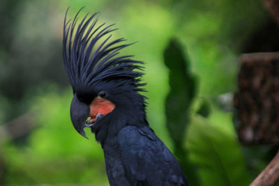 Close-up of a bird