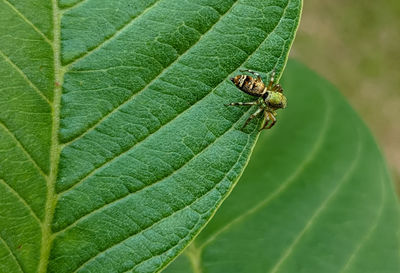 Close-up of insect on leaf