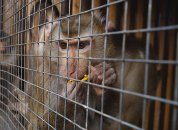 Portrait of monkey in cage at zoo