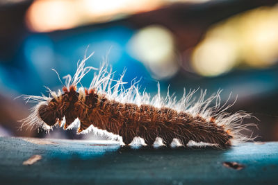 Close-up of caterpillar on wood
