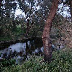 Scenic view of lake in forest