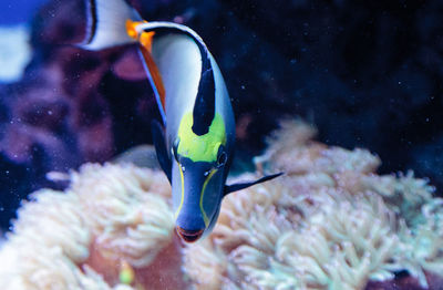 Close-up of naso tang swimming in aquarium