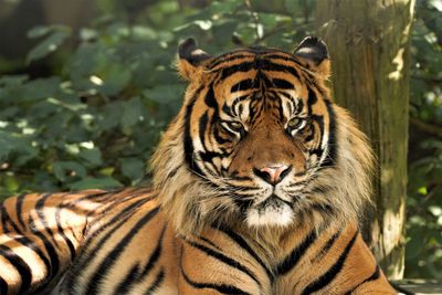 Portrait of tiger in a zoo