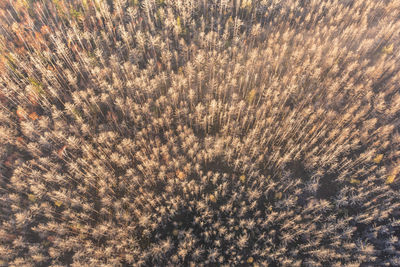 Late autumn aerial view of foggy woods