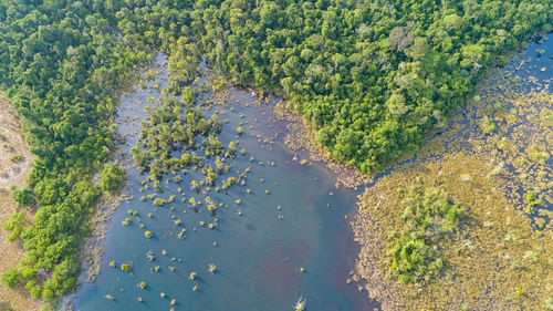 High angle view of an amazonian lagoon with rainforest