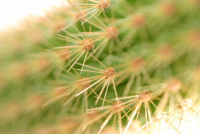 Close-up of dandelion on grass