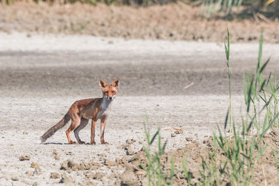 Young fox walking in the plain realizes to be observed, horizontal naturalistic image