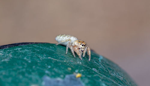 Close-up of spider