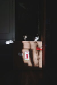 Cat looking through window at home