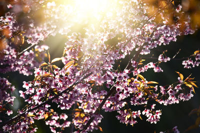 Beautiful bloom pink  blossom sakura flowers on morning sunlight background, spring flower field.