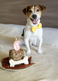 Portrait of dog by cake on bed at home