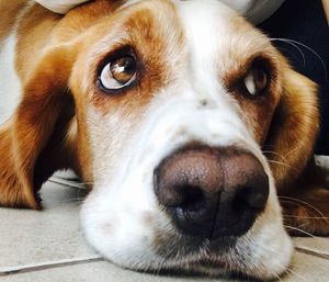 Close-up portrait of dog