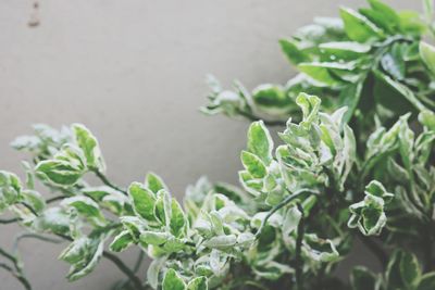 Close-up of fresh green plant