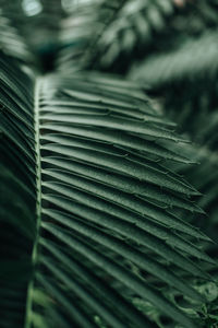 Close up green tropical background. natural exotic palm leaves. summertime