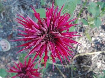 Close-up of red flower