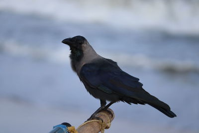 Close-up of bird perching on branch