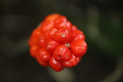 Close-up of red flower against blurred background
