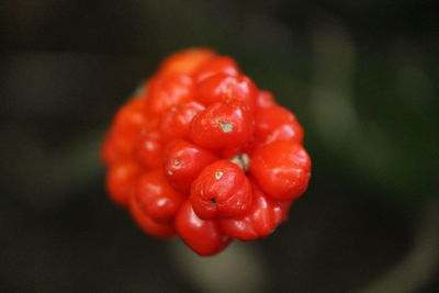 Close-up of red flower against blurred background