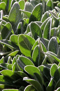 Close-up of succulent plant