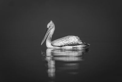 Close-up of pelican