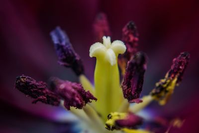 Close-up of purple flowering plant