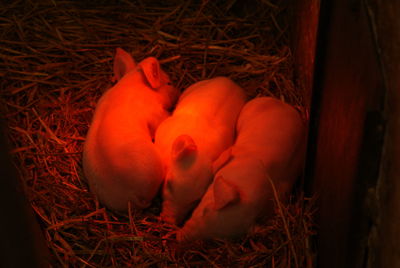 High angle view of piglets sleeping in shed with red light