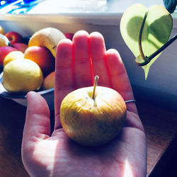Close-up of hand holding apple