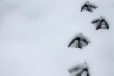 Close-up of snow covered field