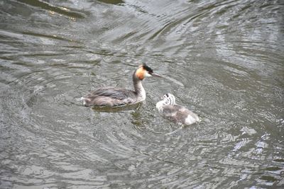 High angle view of ducks in lake