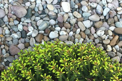 High angle view of pebbles