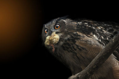 Close-up of bird against black background