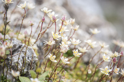 Close up of blooming tree