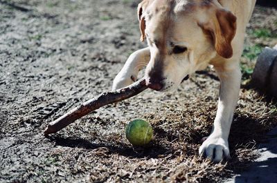 Close-up of dog eating outdoors