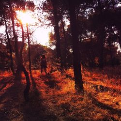 Sun shining through trees