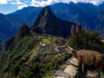 Llama by machu picchu against mountains