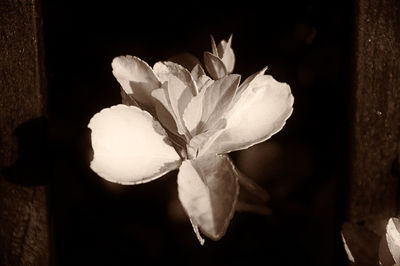 Close-up of white flowers blooming outdoors