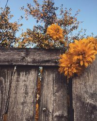 Close-up of yellow flowers blooming outdoors