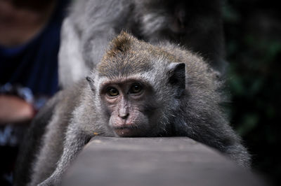 Young monkey resting