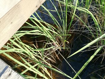 High angle view of potted plant on field