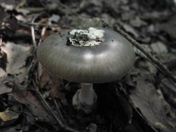 Close-up of mushroom growing on field