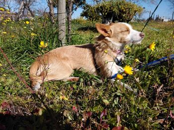 Close-up of dog on grass against sky