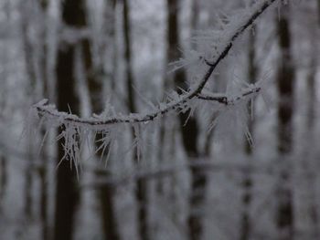 Close-up of frozen tree during winter